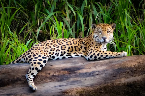 Jaguar v peruánské Amazonii — Stock fotografie