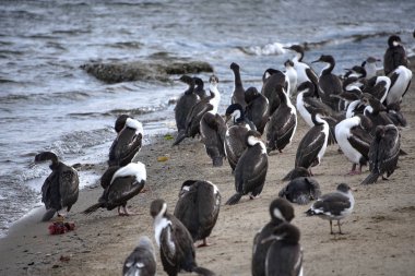Karabatak ve Punta Arenas, Şili'deki plajda martıları sürüleri