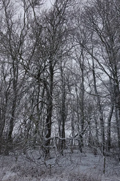 Een Besneeuwde Scène Het Bos — Stockfoto