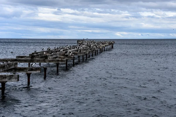 Cormoranes Reúnen Antiguo Muelle Del Estrecho Magallanes Punta Arenas Chile — Foto de Stock