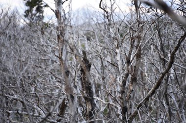 Orman ağaçlarının yanmış Lenga (Nothofagus pumilio), Torres del Paine, Patagonia, Şili
