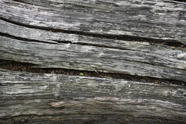 Detalhes Casca Árvore Praia Vale Ascencio Parque Nacional Torres Del — Fotografia de Stock