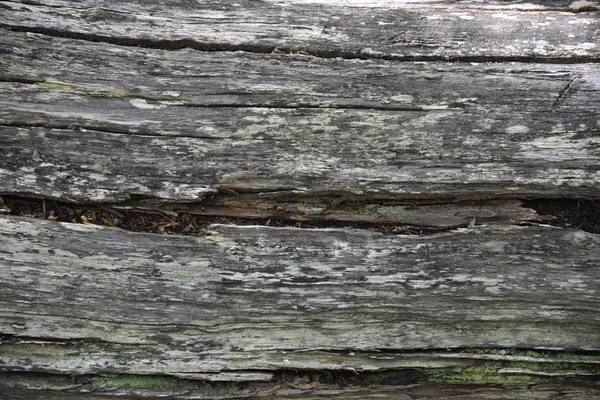 Stranden Tree Bark Detaljer Ascencio Valley Torres Del Paine Nationalpark — Stockfoto