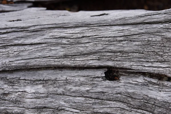 Stranden Tree Bark Detaljer Ascencio Valley Torres Del Paine Nationalpark — Stockfoto