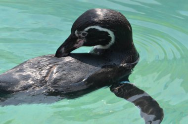 Bir akvaryum Huachipa zooloji Parkı Lima, Peru yakın bir Humboldt pengueni yüzüyor
