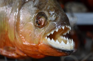 Kırmızı karınlı piranha Iquitos, Perulu Amazon turizm pazarında satışa