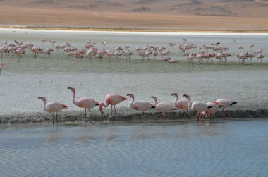 Flamingolar Reserva Nacional Eduardo Avaroa, Bolivya Laguna Hedionda üzerinde.