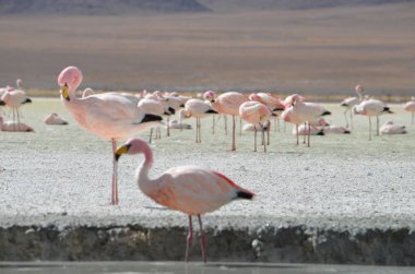 Flamingolar Reserva Nacional Eduardo Avaroa, Bolivya Laguna Hedionda üzerinde.