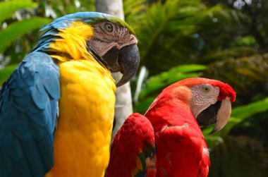 Amerika papağanı Amazon yağmur ormanlarında, renkli kuş tüyü