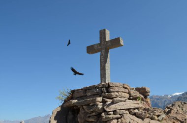 Cruz del Condor Colca kanyon, Arequipa, Peru, and Condor (Vultur Gryphus),.