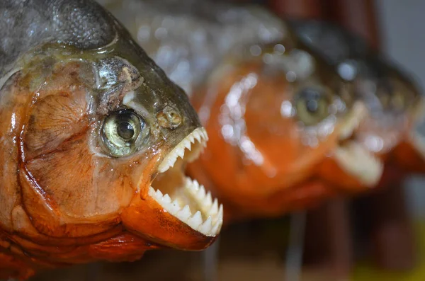 Kırmızı karınlı piranha Iquitos, Perulu Amazon turizm pazarında satışa