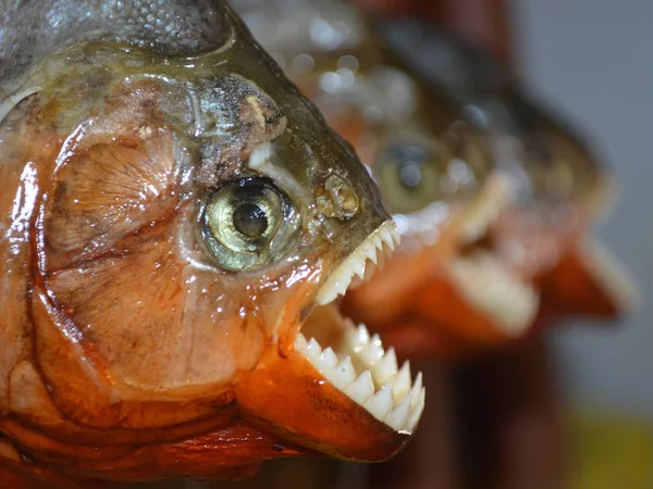 Kırmızı karınlı piranha Iquitos, Perulu Amazon turizm pazarında satışa