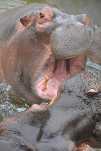 Par Hipopótamos Jugando Agua — Foto de Stock