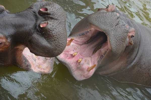 Par Hipopótamos Jugando Agua — Foto de Stock