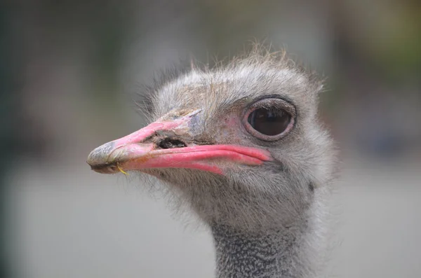 Ostrich Head Close — Stock Photo, Image
