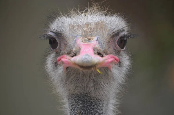 Ostrich Head Close — Stock Photo, Image