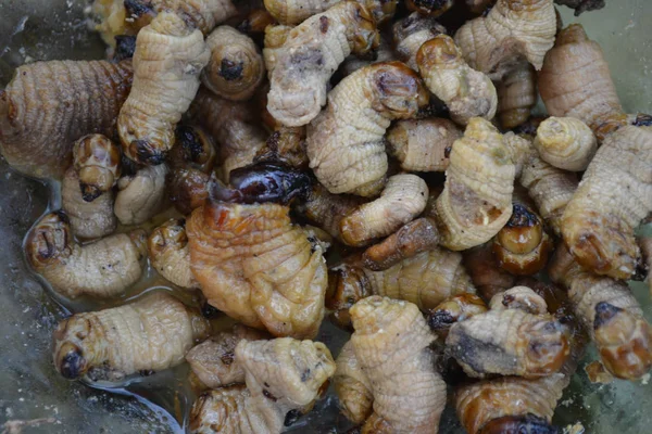 Suri Una Larva Amazónica Que Alimenta Savia Palma Asada Servida — Foto de Stock