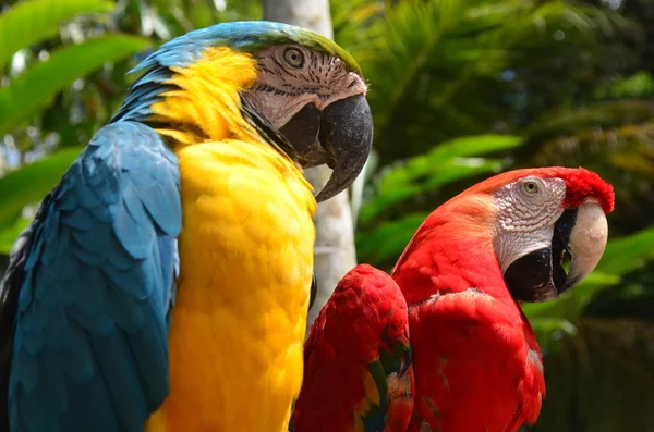 Barevné Peří Papoušek Amazonského Deštného Pralesa — Stock fotografie