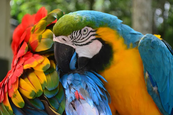 Πολύχρωμο Φτέρωμα Των Ένα Macaw Στο Τροπικό Δάσος Του Αμαζονίου — Φωτογραφία Αρχείου