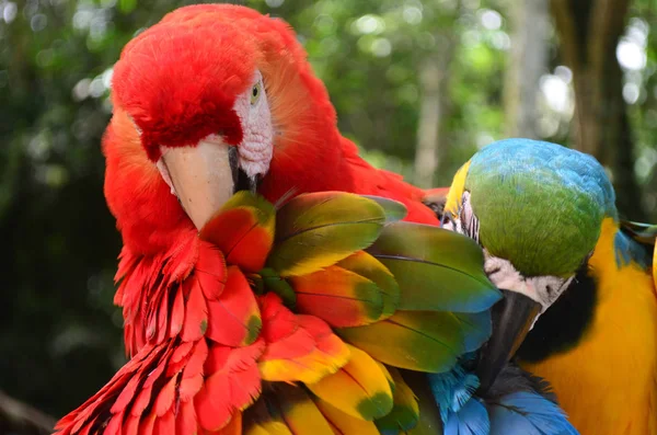 Kolorowe Upierzenie Ara Dżungli Amazońskiej — Zdjęcie stockowe