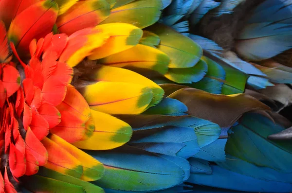 Πολύχρωμο Φτέρωμα Των Ένα Macaw Στο Τροπικό Δάσος Του Αμαζονίου — Φωτογραφία Αρχείου