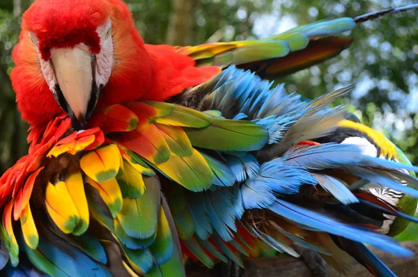 Πολύχρωμο Φτέρωμα Των Ένα Macaw Στο Τροπικό Δάσος Του Αμαζονίου — Φωτογραφία Αρχείου