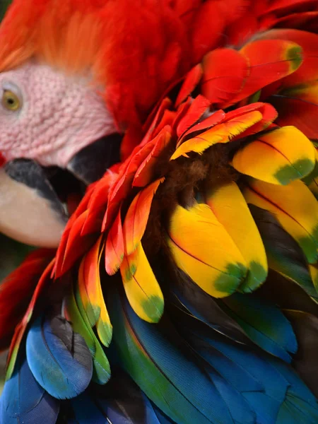 Πολύχρωμο Φτέρωμα Των Ένα Macaw Στο Τροπικό Δάσος Του Αμαζονίου — Φωτογραφία Αρχείου
