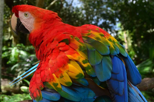 Πολύχρωμο Φτέρωμα Των Ένα Macaw Στο Τροπικό Δάσος Του Αμαζονίου — Φωτογραφία Αρχείου