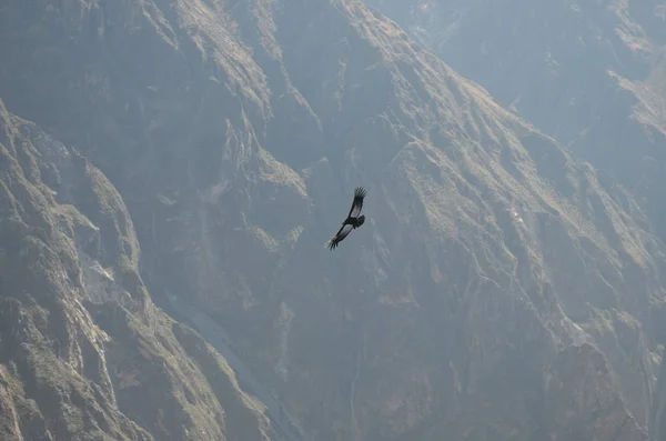 Condor Andino Vultur Gryphus Cruz Del Condor Canyon Colca Arequipa — Fotografia de Stock