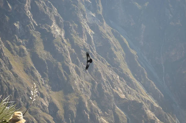 Condor Andino Vultur Gryphus Cruz Del Condor Canyon Colca Arequipa — Fotografia de Stock