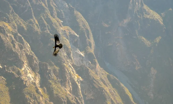 Condor Andino Vultur Gryphus Cruz Del Condor Canyon Colca Arequipa — Fotografia de Stock