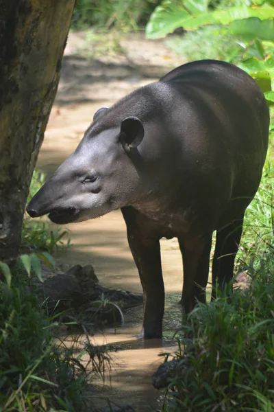 Tapir Selva Amazónica — Foto de Stock