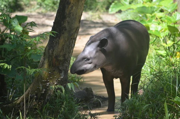 Тапир Тропических Лесах Амазонки — стоковое фото