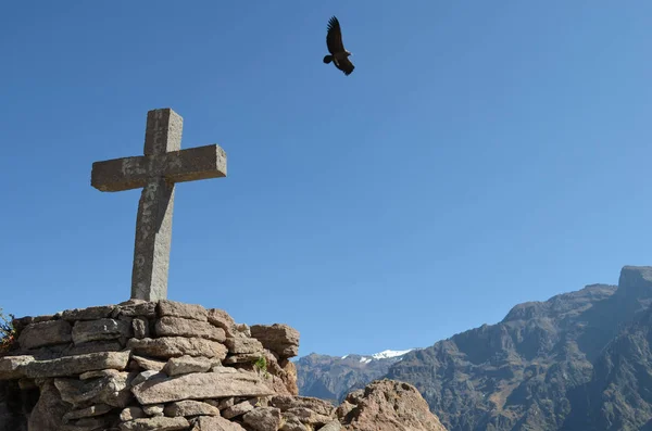 Andský Kondor Vultur Gryphus Cruz Del Condor Kaňonu Colca Arequipa — Stock fotografie