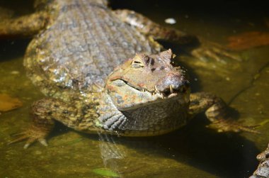 Iquitos, Peru yakın Amazon Nehri üzerinde bir Caiman rahatlatır