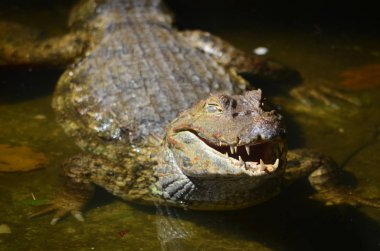 Iquitos, Peru yakın Amazon Nehri üzerinde bir Caiman rahatlatır