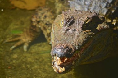 Iquitos, Peru yakın Amazon Nehri üzerinde bir Caiman rahatlatır
