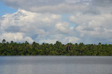 Amazon yağmur ormanları Amazon River Iquitos, Peru yakın ağaç sınırından peyzaj.