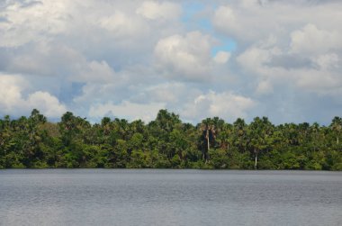 Amazon yağmur ormanları Amazon River Iquitos, Peru yakın ağaç sınırından peyzaj.