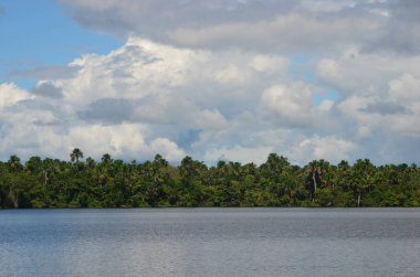 Amazon yağmur ormanları Amazon River Iquitos, Peru yakın ağaç sınırından peyzaj.