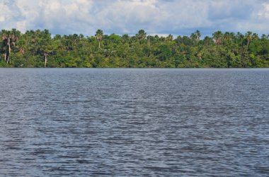 Amazon yağmur ormanları Amazon River Iquitos, Peru yakın ağaç sınırından peyzaj.