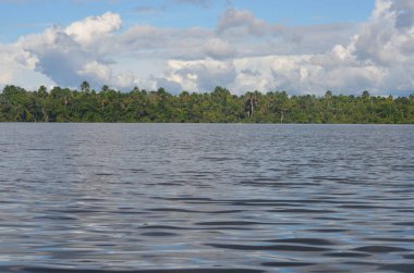 Amazon yağmur ormanları Amazon River Iquitos, Peru yakın ağaç sınırından peyzaj.