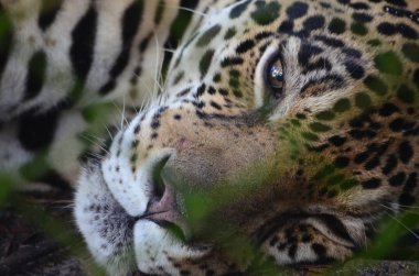 Amazon yağmur ormanlarında bir Jaguar. Iquitos, Peru