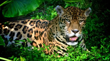 Amazon yağmur ormanlarında bir Jaguar. Iquitos, Peru