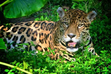 A Jaguar in the Amazon rain forest. Iquitos, Peru clipart