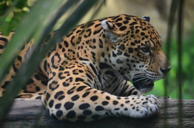 Amazon yağmur ormanlarında bir Jaguar. Iquitos, Peru