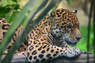 Amazon yağmur ormanlarında bir Jaguar. Iquitos, Peru
