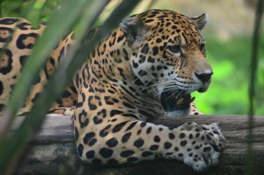 Amazon yağmur ormanlarında bir Jaguar. Iquitos, Peru