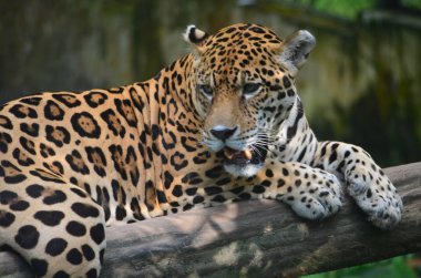 Amazon yağmur ormanlarında bir Jaguar. Iquitos, Peru