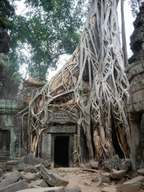 Ta Prohm, Angkor Wat Tapınağı Siem Reap, Kamboçya'da karmaşık parçası kalıntıları.